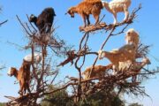 Goats, high up in trees along the to Essaouira are looking for juicy argan fruit
