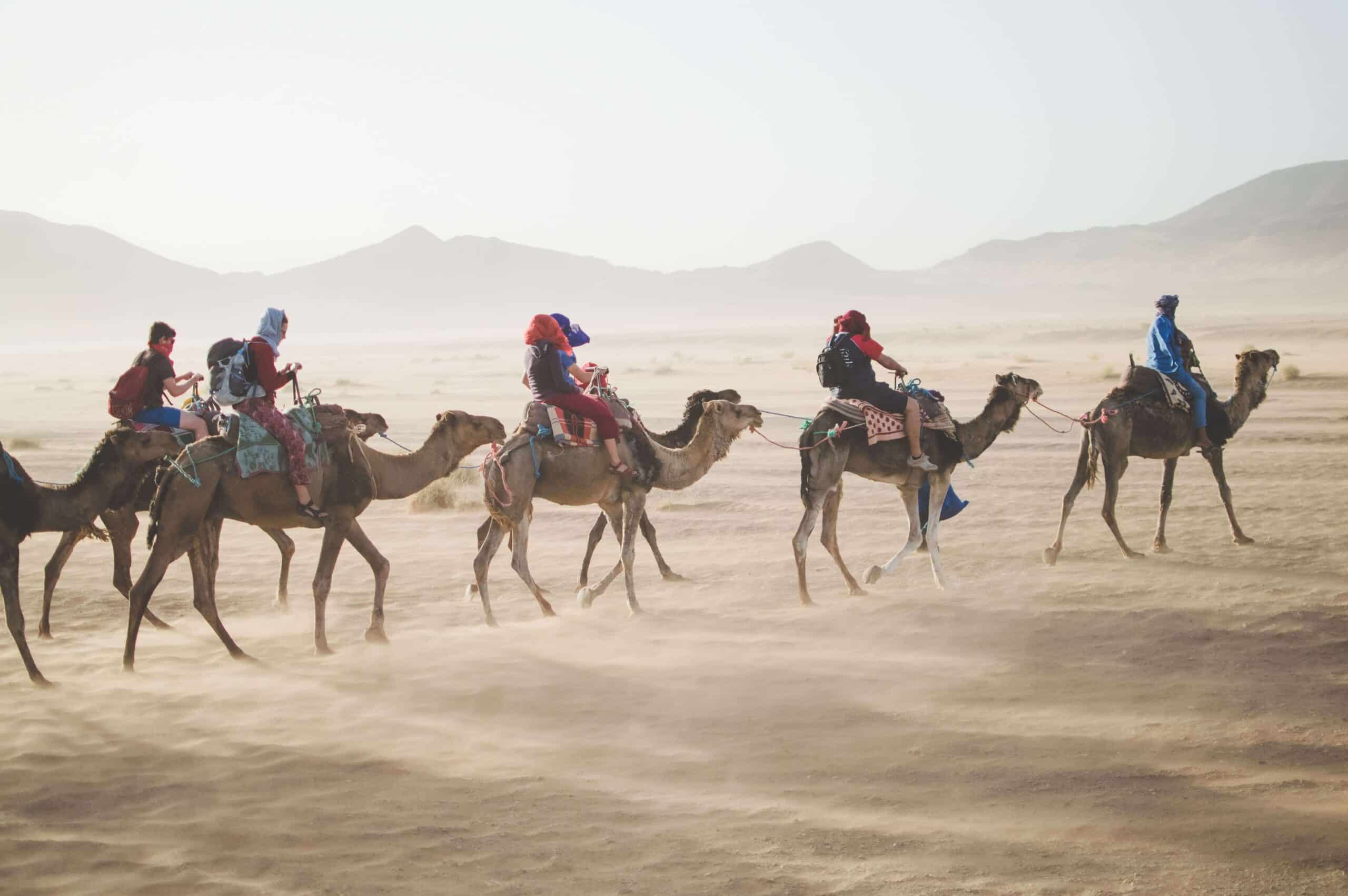 Group of people camel back riding in the Sahara Desert on a family vacation in Morocco